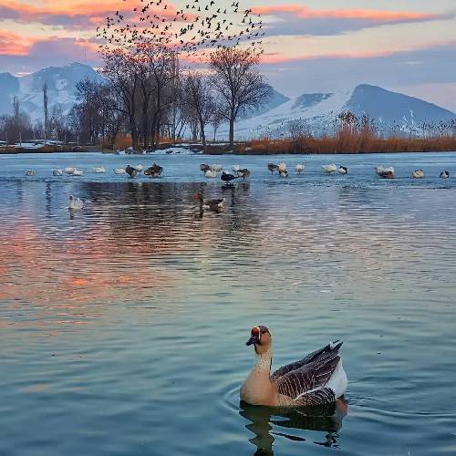 خوب نگا کن دیگه بارون نمیاد دلم داغه ولی دارو نمی خوام دنیا امون نمیداد